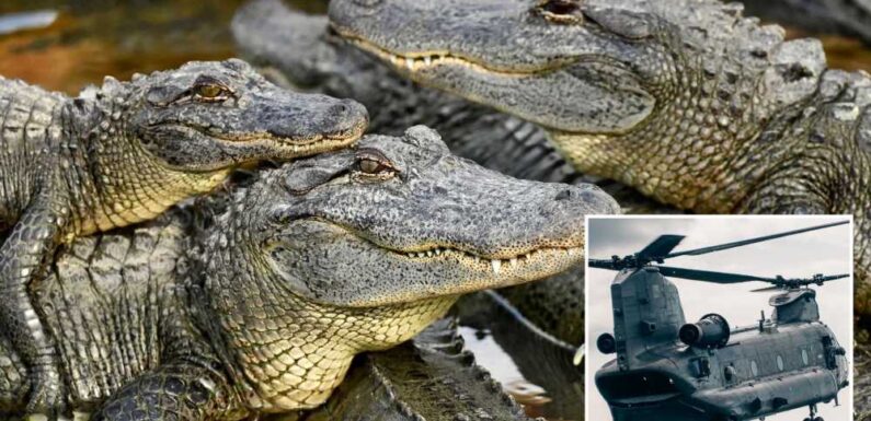 Orgy of 3,000 crocodiles whipped into mass sex frenzy by sound of HELICOPTERS flying overhead | The Sun