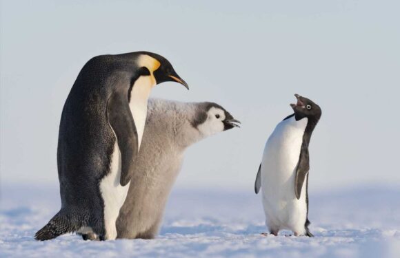 Penguin hoping to p-pick up prize, a sleepy polar bear & trio of loving lions among wildlife photo of the year nominees | The Sun