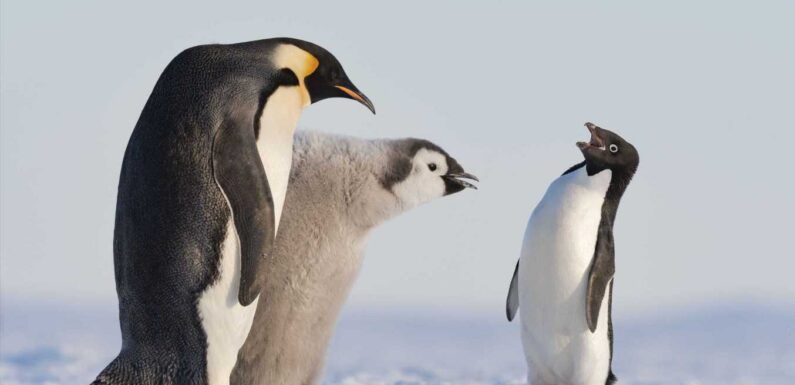 Penguin hoping to p-pick up prize, a sleepy polar bear & trio of loving lions among wildlife photo of the year nominees | The Sun