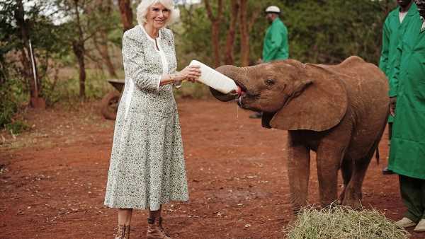 Queen Camilla feeds a baby elephant at specialist wildlife centre
