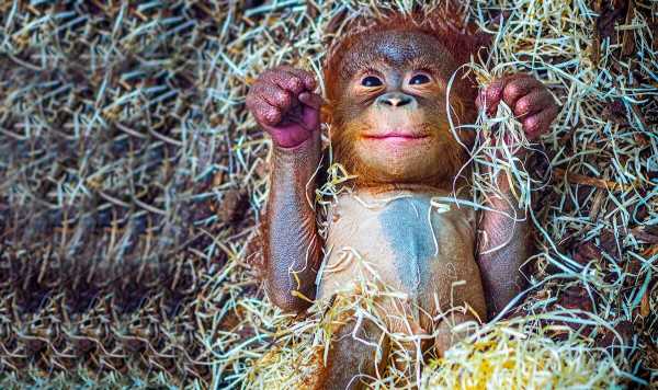Rare baby orangutan born in Blackpool Zoo named