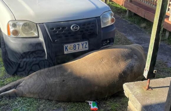 Seal blocks woman's car as she tries to get to work