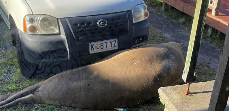 Seal blocks woman's car as she tries to get to work