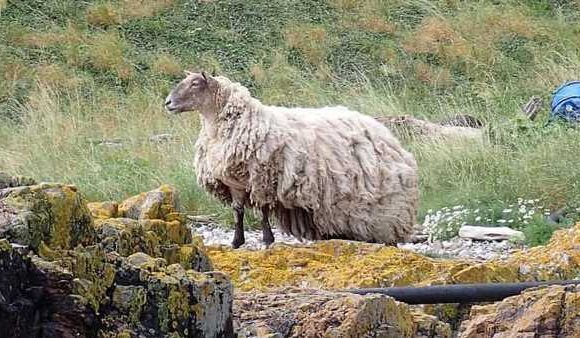 TOM UTLEY: I can't help but envy solitude enjoyed by Fiona the sheep