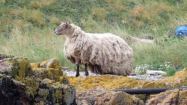 TOM UTLEY: I can't help but envy solitude enjoyed by Fiona the sheep