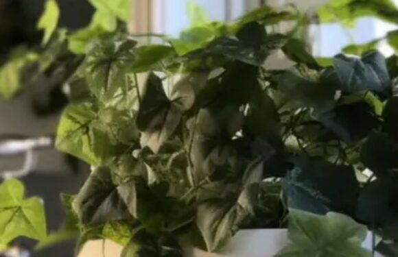 Three houseplants to reduce condensation and mould in your home – including the 'humidity hero' that's great for damp | The Sun