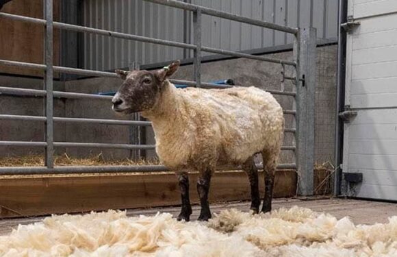 World's loneliest sheep settles into 'five star' animal sanctuary