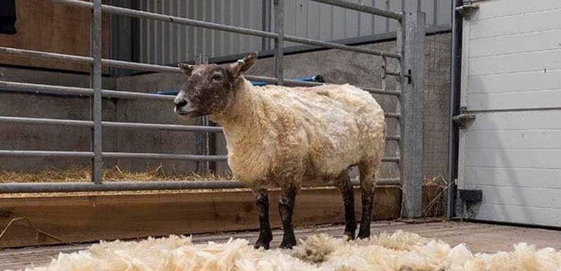 World's loneliest sheep settles into 'five star' animal sanctuary