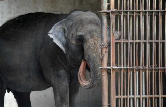 World’s saddest elephant Mali dies alone aged 43 after solitary life in rotten zoo following kidnap by dictator | The Sun