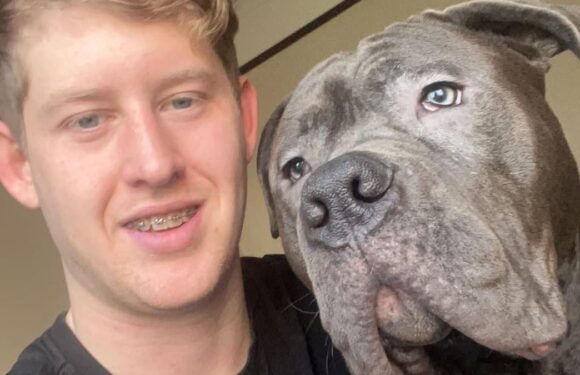 XL Bully escapes home and mauls seven year old child