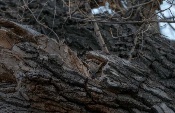 You have the eyes of a hawk if you spot an owl hiding in the tree in under 10 seconds in this wild optical illusion | The Sun