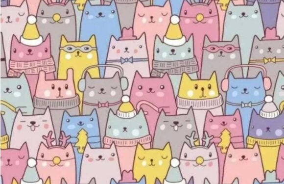 You’ve got a high IQ and 20/20 vision if you can spot the rabbit hiding among the cats in under 9 seconds | The Sun