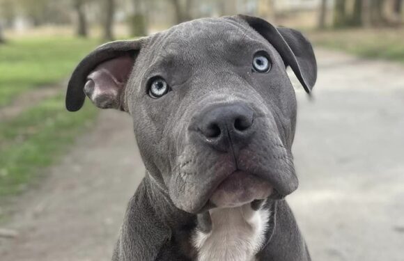 'My XL Bully is a big teddy bear' say owner who told off park cyclist