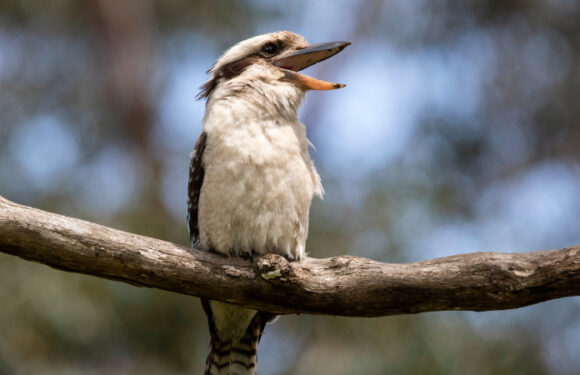 ‘Google for wildlife sounds’: Huge boost for conservation research