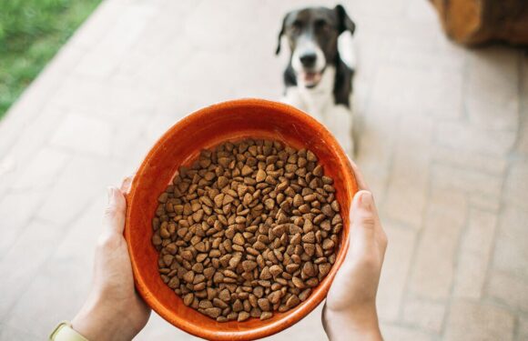 ‘I’m a dog expert – many pet owners make two mistakes when training their pooch’