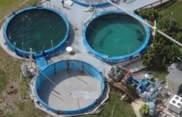 America's loneliest manatee to be moved after being left in tiny pool