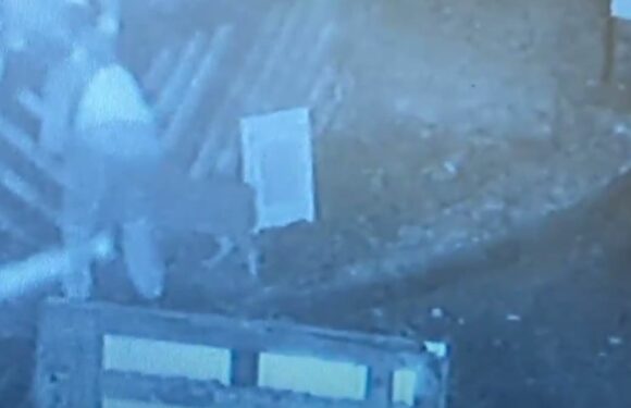 Bulldog is left tied to gates of RSPCA centre after being abandoned