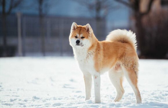 Can I walk my dog in the snow? | The Sun