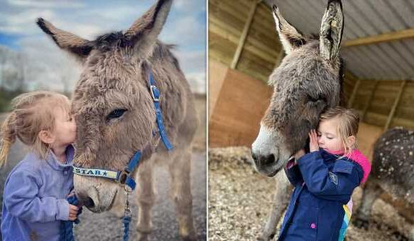 Devastated family fear stolen donkey could 'die of heartbreak'