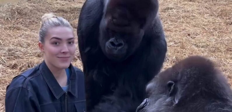 Freya Aspinall feeds treats to gorillas who she's known since birth