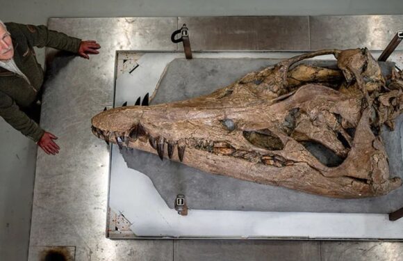 Head of giant ‘underwater T-Rex’ that terrorised oceans found off UK coast