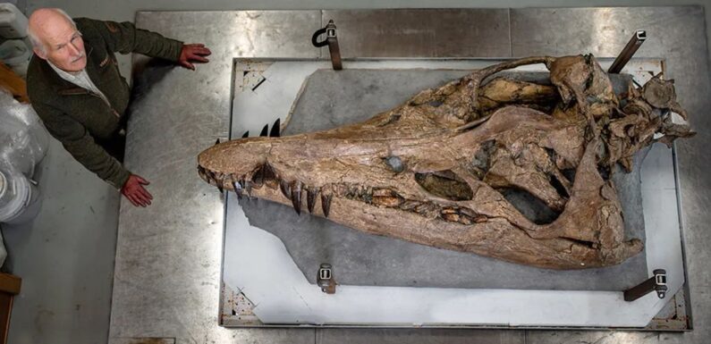 Head of giant ‘underwater T-Rex’ that terrorised oceans found off UK coast