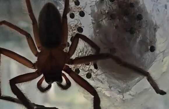 Horrifying moment dozens of huntsman eggs hatch in Aussie's bedroom