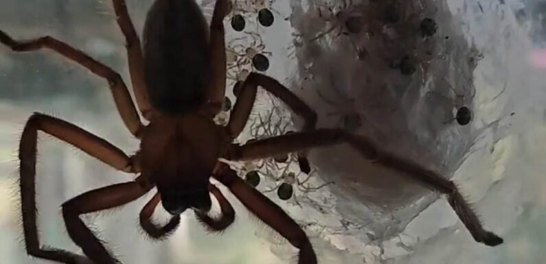 Horrifying moment dozens of huntsman eggs hatch in Aussie's bedroom