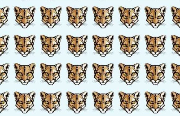 If you can spot the odd one out in this picture of cougars in nine seconds you have the eyes of an apex predator | The Sun