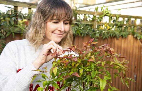 In the bleak Midwinter, these bright colourful plants will make your garden pop | The Sun