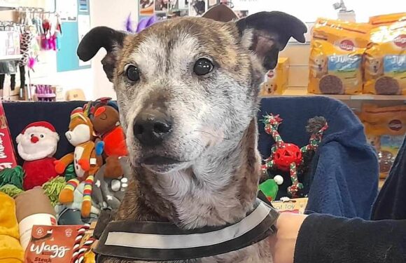 Is THIS Britain's loneliest dog? Crossbreed faces Christmas alone