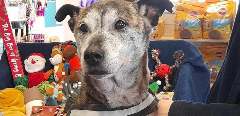 Is THIS Britain's loneliest dog? Crossbreed faces Christmas alone