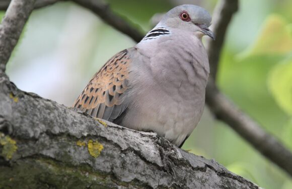 National Trust expands nature reserve for  turtle doves to nest in