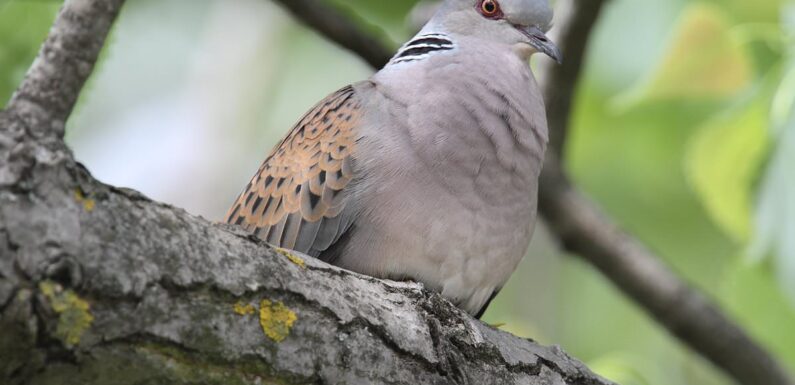 National Trust expands nature reserve for  turtle doves to nest in