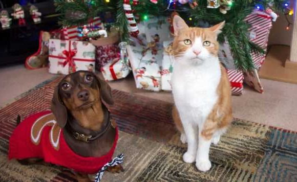 Pet owners will spend 27 percent more on dogs than cats this Christmas