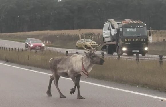 Reindeer went on the run after escaping Santa's grotto in Suffolk