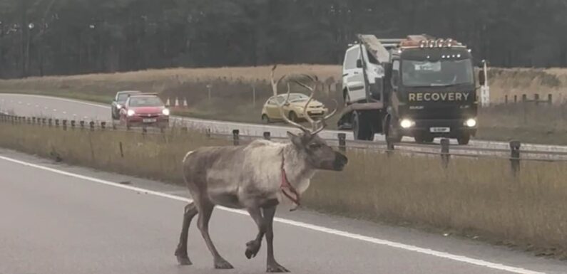 Reindeer went on the run after escaping Santa's grotto in Suffolk