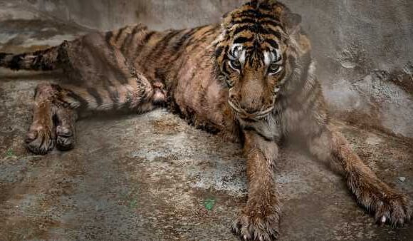 Starved tiger reduced to skin and bone is among 53 giant cats rescued