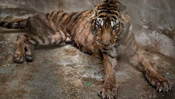Starved tiger reduced to skin and bone is among 53 giant cats rescued