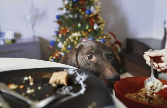 The 8 festive foods that could kill your dog as experts issue warnings about overfeeding your pets this Christmas | The Sun
