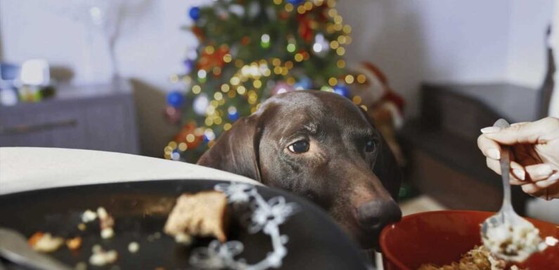 The 8 festive foods that could kill your dog as experts issue warnings about overfeeding your pets this Christmas | The Sun