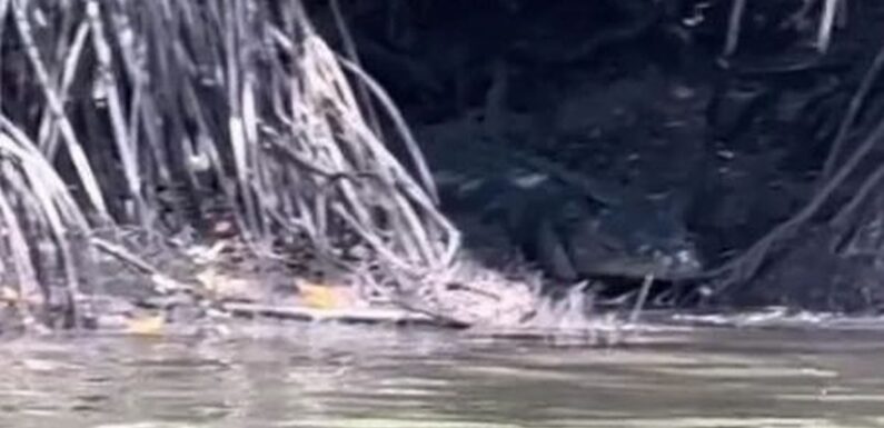 ‘World’s biggest crocodile’ spotted lurking near river as fisherman creep past